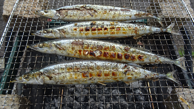 秋の味覚　秋刀魚